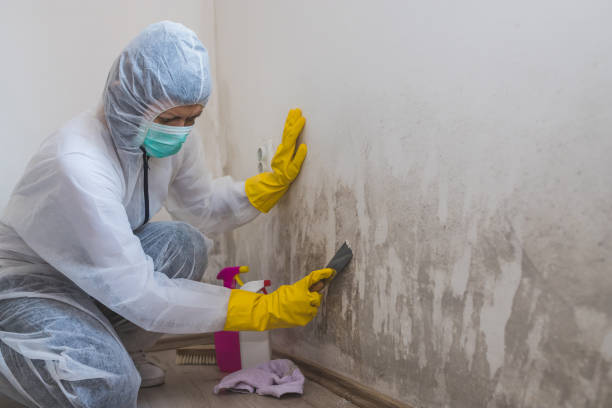 Best Bathroom Mold Remediation in Renovo, PA