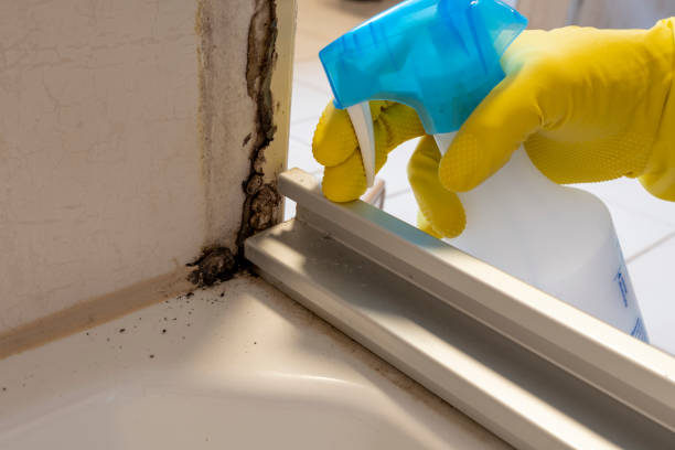 Best Mold Remediation for Specific Building Types in Renovo, PA
